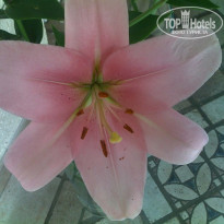 фото из отзыва ID 172934