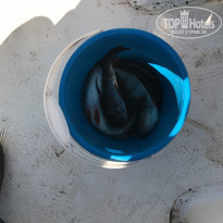 фото из отзыва ID 1720147