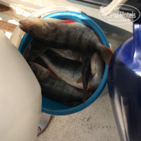 фото из отзыва ID 1720147