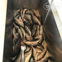 фото из отзыва ID 1720147