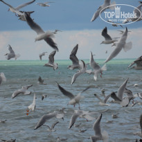 фото из отзыва ID 1720599