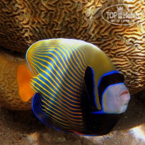 фото из отзыва ID 1727815