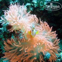 фото из отзыва ID 1727815