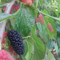 фото из отзыва ID 1722320