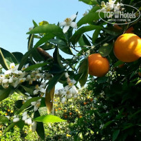 фото из отзыва ID 1722320