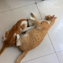 фото из отзыва ID 1723034