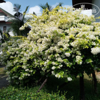 фото из отзыва ID 1723301