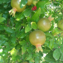 фото из отзыва ID 1723351