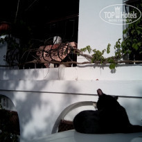 фото из отзыва ID 1724129