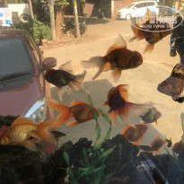 фото из отзыва ID 1724298