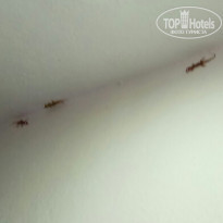 фото из отзыва ID 1724572