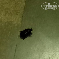 фото из отзыва ID 1724572