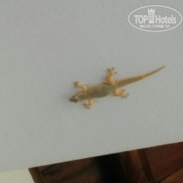 фото из отзыва ID 1725799