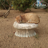 фото из отзыва ID 1726061