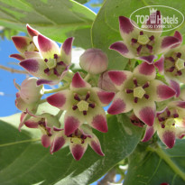 фото из отзыва ID 1726091