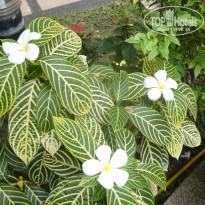 фото из отзыва ID 1726192