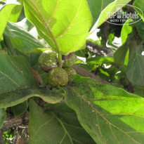 фото из отзыва ID 1726243