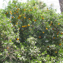 фото из отзыва ID 1726243