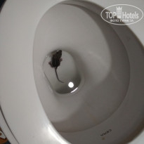 фото из отзыва ID 1726507