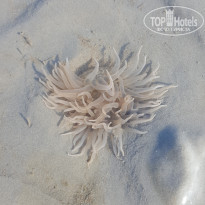 фото из отзыва ID 1726721