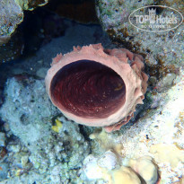 фото из отзыва ID 1726992