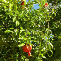 фото из отзыва ID 1728284