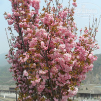 фото из отзыва ID 1728567