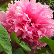 фото из отзыва ID 1728567