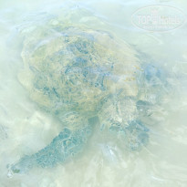 фото из отзыва ID 1729056