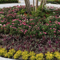 фото из отзыва ID 1729874