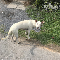 фото из отзыва ID 1728822