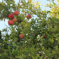 фото из отзыва ID 1732214