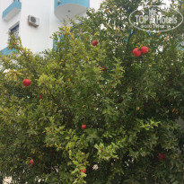 фото из отзыва ID 1732225