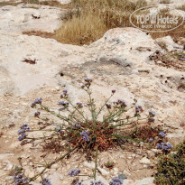 фото из отзыва ID 1733107