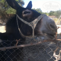 фото из отзыва ID 1733083