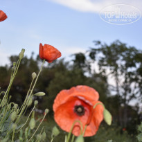 фото из отзыва ID 1734625