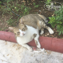 фото из отзыва ID 1734799