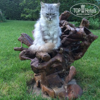 фото из отзыва ID 1735325