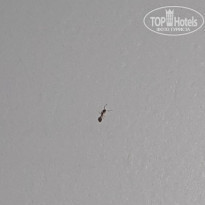 фото из отзыва ID 1735517