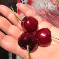 фото из отзыва ID 1735802