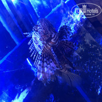 фото из отзыва ID 1735845