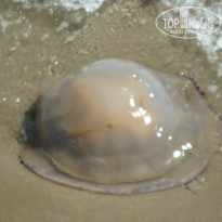 фото из отзыва ID 1737061