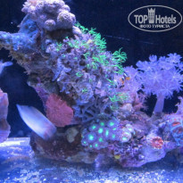 фото из отзыва ID 1731846