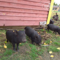 фото из отзыва ID 1737545