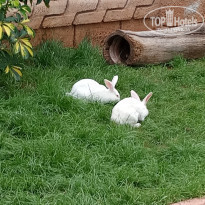 фото из отзыва ID 1737627