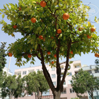 фото из отзыва ID 1737627