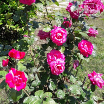 фото из отзыва ID 1737745