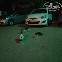 фото из отзыва ID 1739344