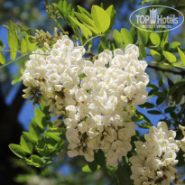 фото из отзыва ID 1739441
