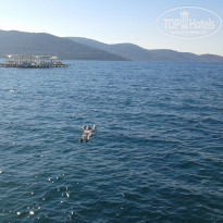 фото из отзыва ID 1733814